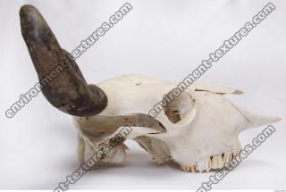 animal skull 0052